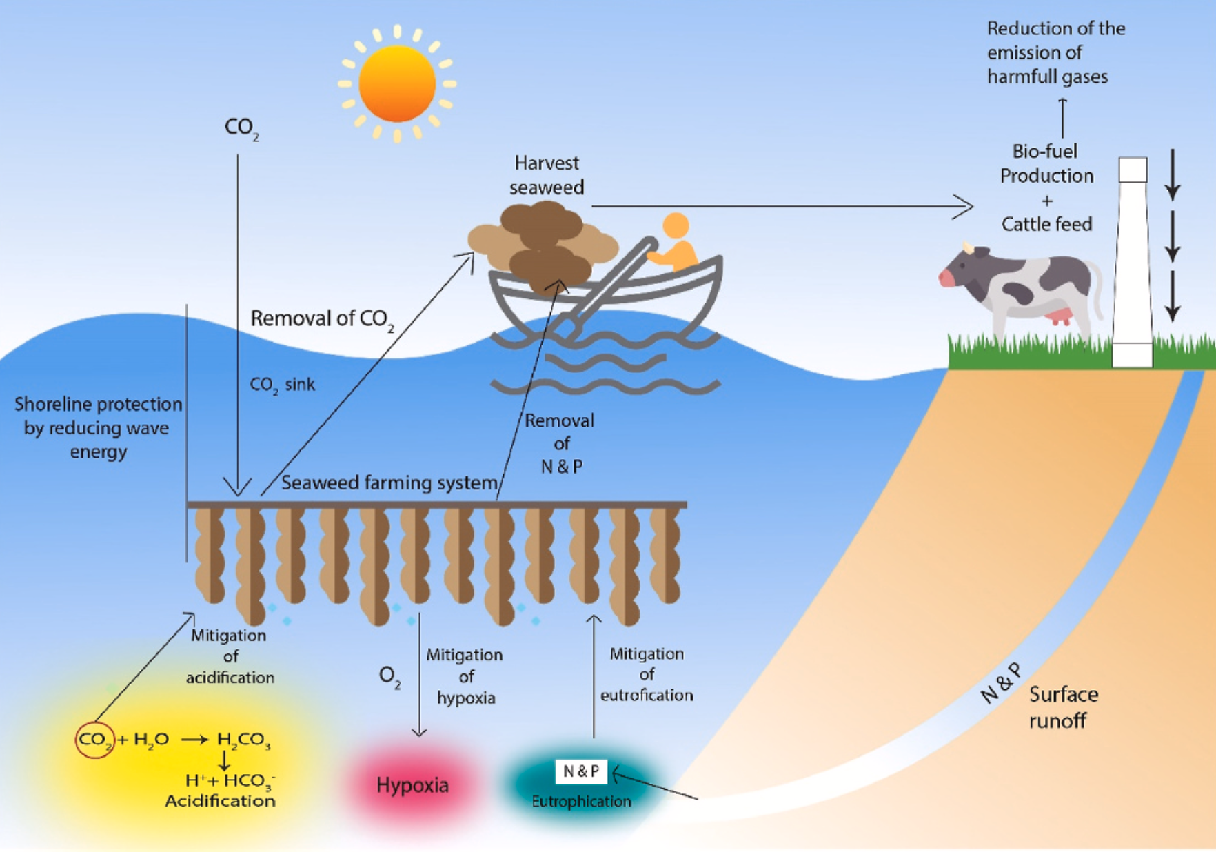 Sea moss og global opvarmning, illustration