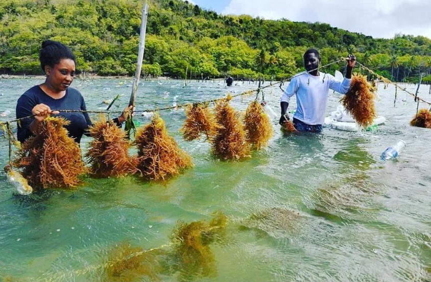 Wildcraftet vs ocean harvested sea moss, illustration