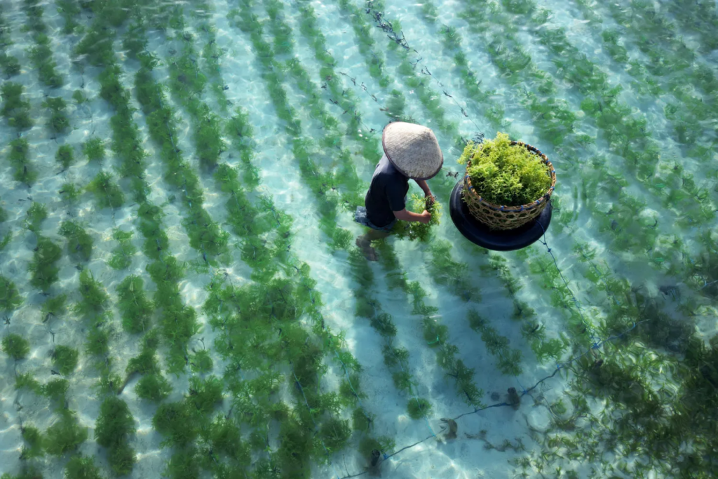 Wildcraftet sea moss, illustration