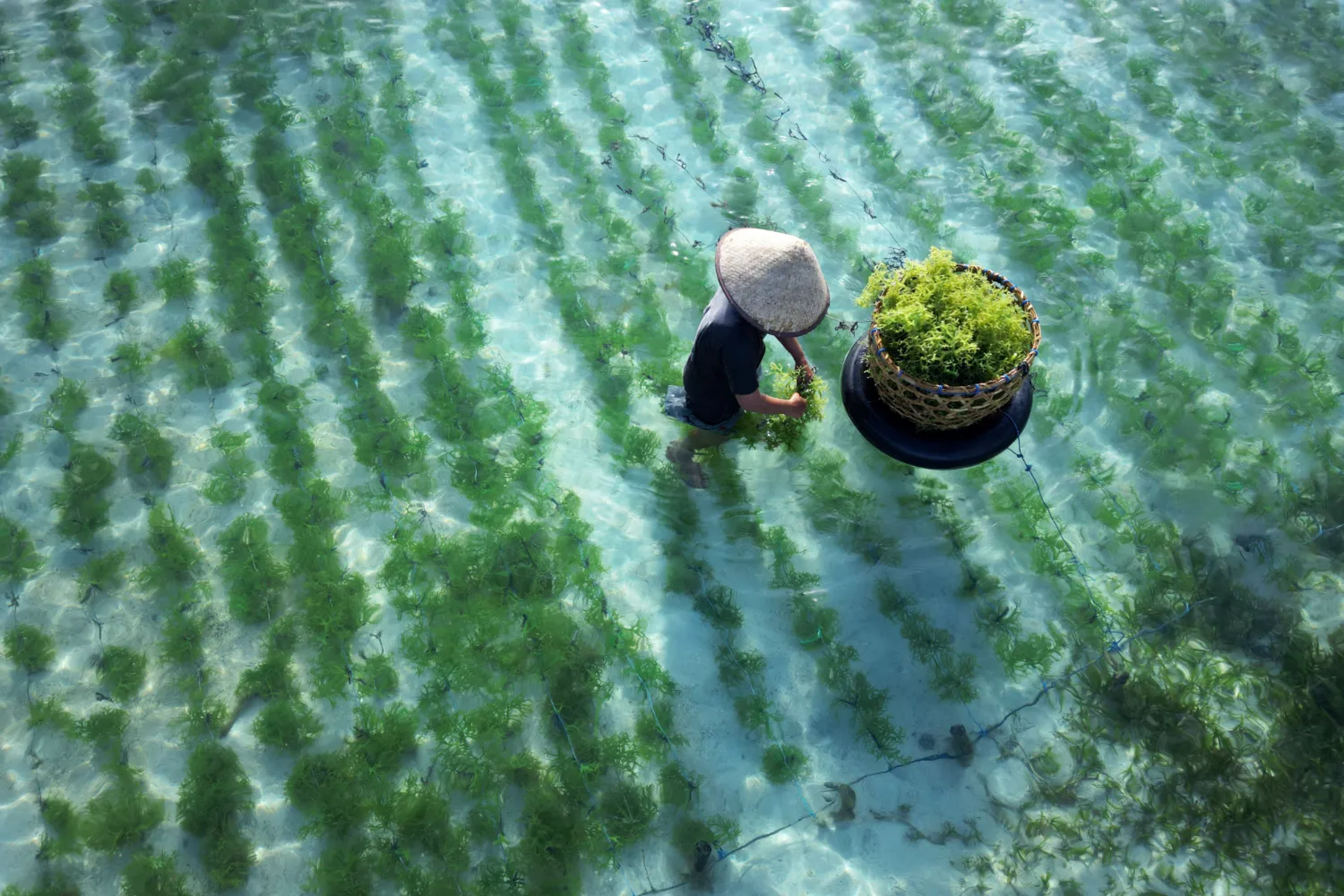 Wildcraftet sea moss, illustration