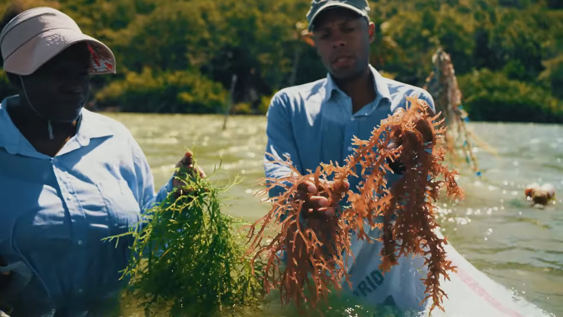 Sea moss farmer på Saint Lucia, fra videoen A Day in the Life
