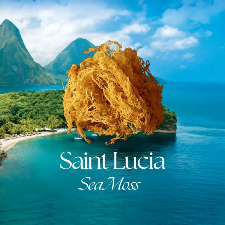 Saint Lucia Sea Moss
