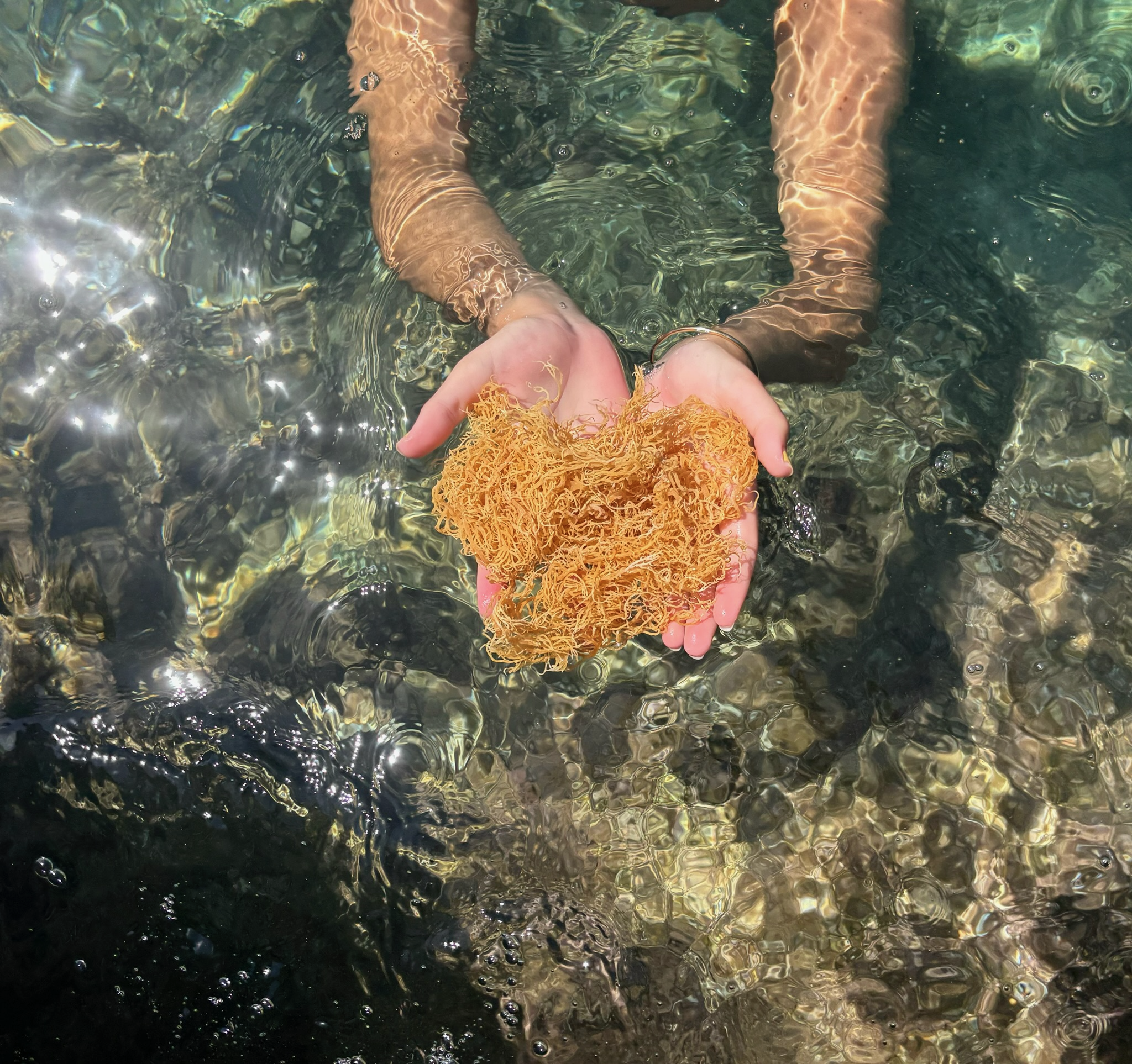 Hænder med nyhøstet sea moss i klart vand